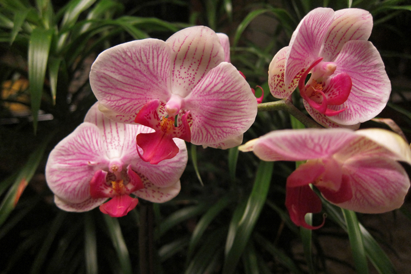 Orchids